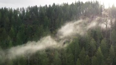 Kalın sisli, el değmemiş doğanın insansız hava aracı görüntüleri.