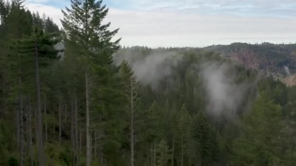 Drone beelden van het eindeloze dichte bos, bedekt met dikke witte wolken — Stockvideo