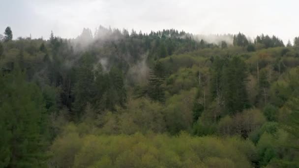 Drone beelden van het eindeloze dichte bos, bedekt met dikke witte wolken — Stockvideo