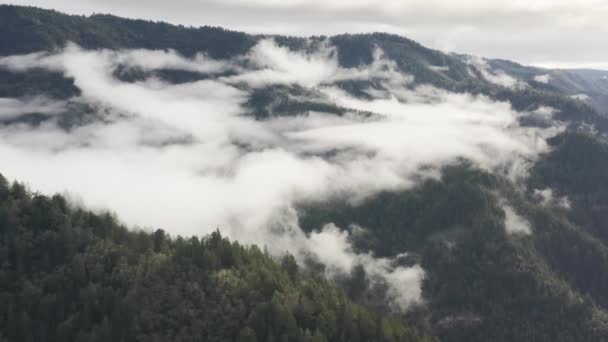 Drone beelden van het eindeloze dichte bos, bedekt met dikke witte wolken — Stockvideo