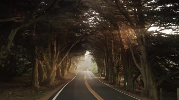檜の森の田舎道の風景風景, 4K USA旅行 — ストック動画
