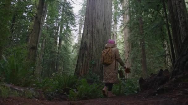 Langzame beweging lage hoek uitzicht van jonge vrouw lopen tussen reusachtige hoge bomen, 6K — Stockvideo