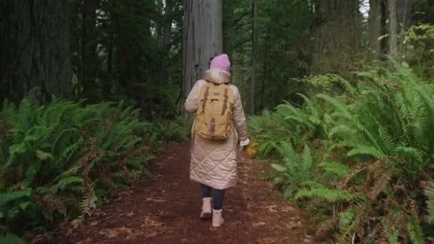 Slow motion back view traveler hiking in green forest on cloudy day, RED camera — Wideo stockowe