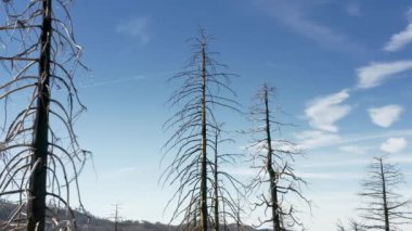 Doğal güzellik duvar kağıdı için arka planda açık mavi gökyüzü olan ağaçlar