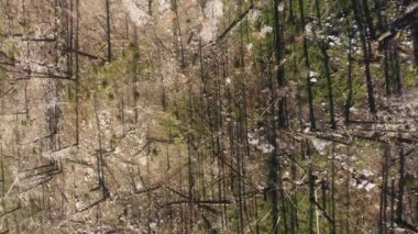 Yoğun ormanda, yeşilimsi çimlerin içinde çıplak ağaç tepeleri. Uzak vahşi doğa kavramı