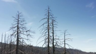 El değmemiş vahşi doğanın korunmuş uzak alanının hava görüntüleri.