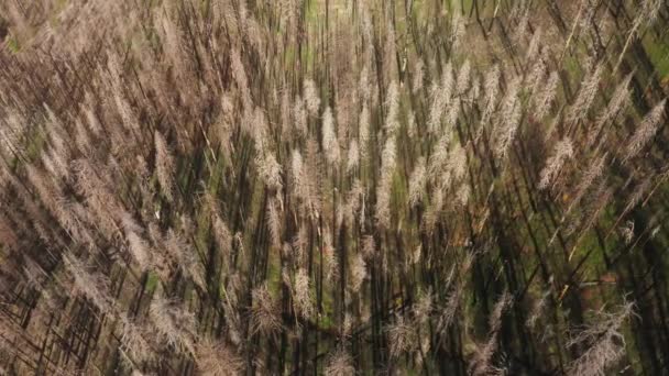 Кадри на початку весняного сезону в Йосемітському національному парку. — стокове відео
