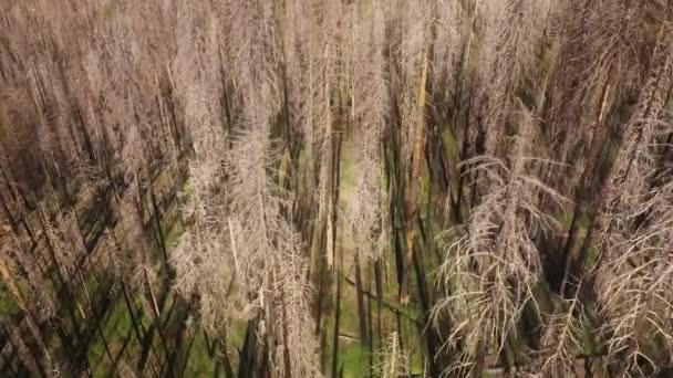 Αεροφωτογραφία του εκπληκτικού τοπίου του Εθνικού Πάρκου Γιοσέμιτι — Αρχείο Βίντεο