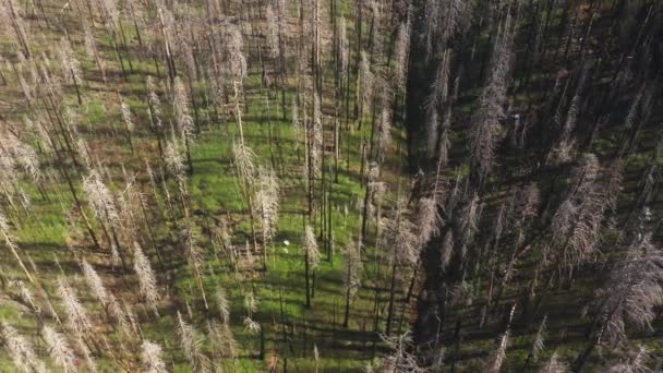 Hojas secas y agujas de abeto en remotas tierras vírgenes — Vídeos de Stock