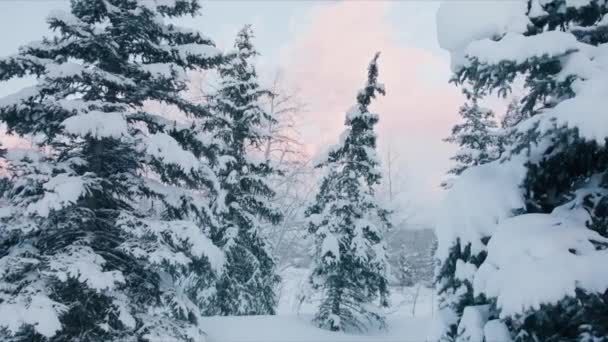 Winterwald Natur, Schnee bedeckte Winterbäume Landschaft bei Sonnenuntergang, Urlaub — Stockvideo
