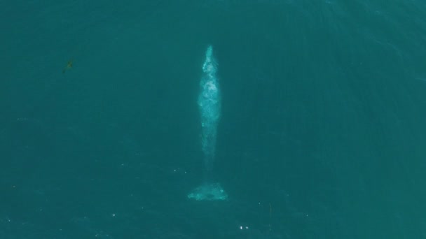 Bovenaanzicht vanuit de lucht op prachtige grote grijze walvis die zwemt in blauw groen helder water — Stockvideo