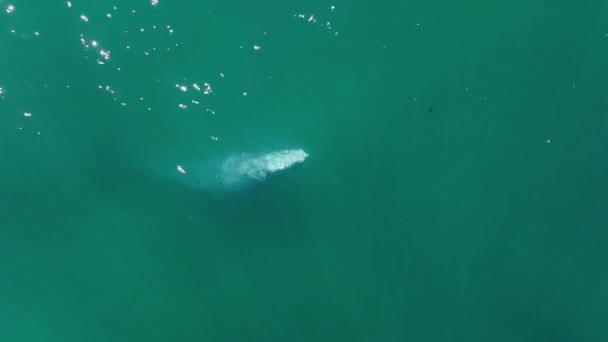 고래 구경 배경, 야생 자연 보호, 멸종 위기 야생 동물 항공 — 비디오