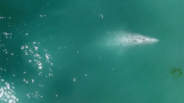 Kijken eenzame wilde grijze walvis in natuurlijke habitat, zwemt in glad oceaanwater — Stockvideo