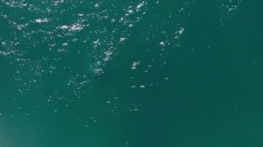 Gri balinalar Kaliforniya kıyısı boyunca Pasifik Okyanusu 4K 'da Alaska' ya göç ederler.