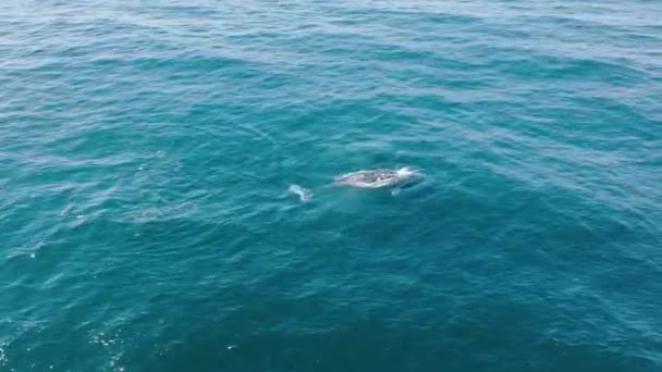 Baleine grise aérienne montrant l'énorme queue au-dessus de la surface de l'eau pendant la migration — Video