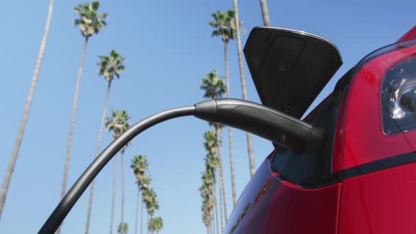 Many odłączają kabel ładujący od pojazdu elektrycznego na zielonych palmach — Wideo stockowe
