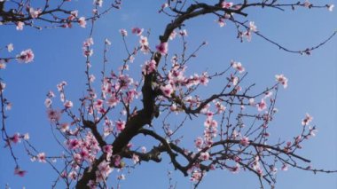 Badem ağacının geniş dalları, aşağıdan görüldüğü gibi mavi gökyüzüne karşı.