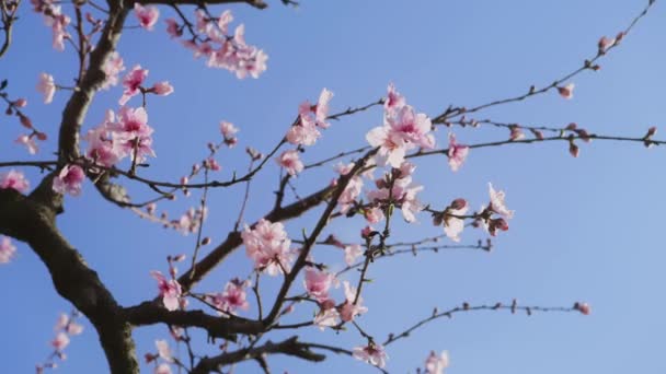 Weelderig bloeiende bloemen vroeg in het voorjaar markeren het begin van een nieuw leven — Stockvideo