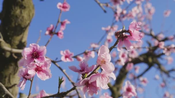 Ефектна сцена, коли дерево розквітло з блискучими рожевими квітами — стокове відео