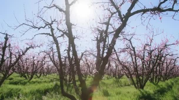 Floração ramos de amêndoa contra um horizonte azul como visto de baixo — Vídeo de Stock