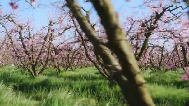 Beleza natural de flor cheia dentro do pomar pródigo no início da primavera — Vídeo de Stock