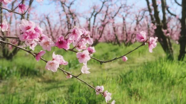 Close-up of vivid pinky flowers with blurred branches, surrounded with lush lawn — Stock Video