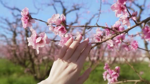 Kobieta turysta cieszy się naturalnym pięknem odległego ogrodu pełnego maleńkich różowych płatków — Wideo stockowe