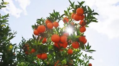 Mandalina ağacının geniş dalları aşağıdan görüldüğü gibi çiftlik alanı içinde.