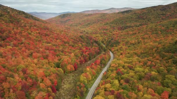 Aérea escénica del bosque de otoño, follaje brillante colorido en el día lluvioso nublado 4K — Vídeos de Stock