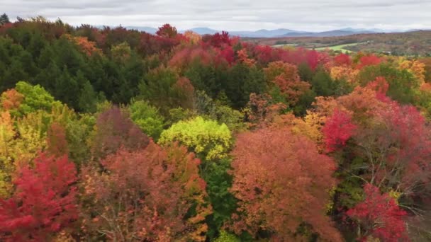 Vista superior aérea da floresta de outono cênica, árvores florestais mistas com folhas vermelhas amarelas — Vídeo de Stock