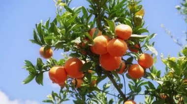 Arkasında açık mavi gökyüzü olan tropik mandalina bahçeleri
