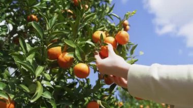 Yapraklarla çevrili lezzetli portakallara dokunan bir kadının yakın çekimi.
