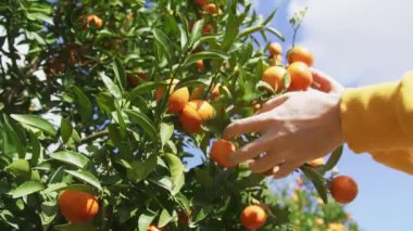 Kadın ellerinin, arkasında güzel bir gökyüzü olan canlı mandalinalara dokunuşunun yakın çekimi.
