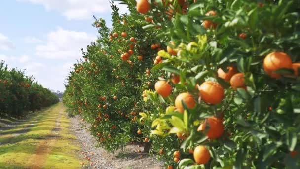 Beautiful organic fruits on a branches with vivid green leaves — Stock Video