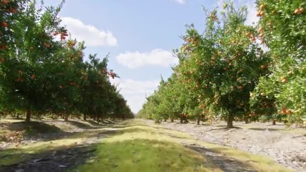 当地农业果园中新鲜、多汁和甜柑橘类树木 — 图库视频影像