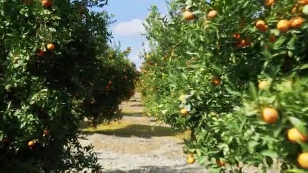 Färska citrusfrukter redo att plockas från träden i solig landsbygd — Stockvideo