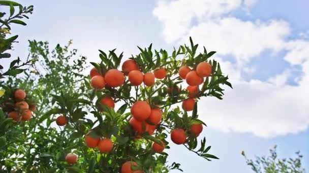 Recoltă luxuriantă de citrice proaspete, organice pe o mică fermă de familie — Videoclip de stoc