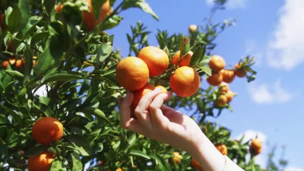 Plantación exuberante de huertos de mandarina por debajo del horizonte azul claro — Vídeos de Stock