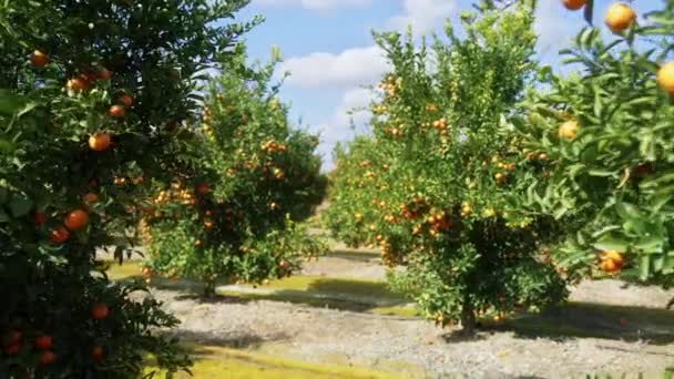 Lokal fruktträdgård inom pittoreskt idylliskt område under sommaren — Stockvideo