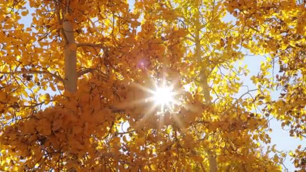 Sonbahar ormanında altın ağaç yaprakları. Sonbahar mevsimi, güneş ışınlı renkli yapraklar. — Stok video