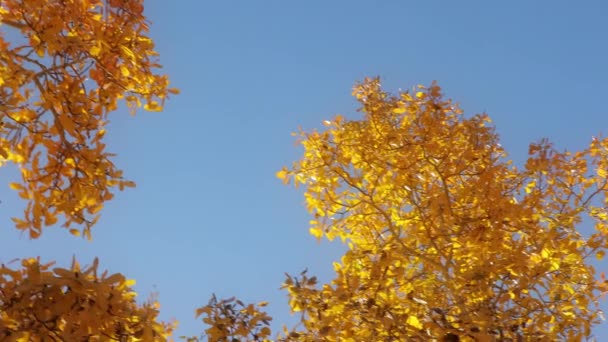 Сухе жовте листя на осінніх деревах на фоні блакитного неба в сонячний холодний день, 4K — стокове відео
