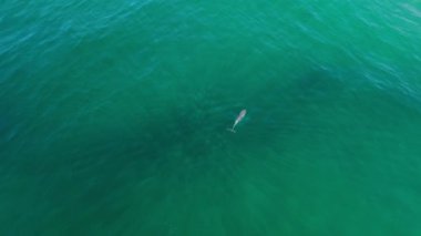 Pasifik Okyanusu sularında göç eden bir yunusun insansız hava aracı görüntüleri.