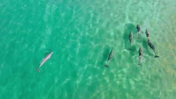 Εναέρια πλάνα των δελφινιών που κολυμπούν σε κρυστάλλινα γαλαζοπράσινα νερά — Αρχείο Βίντεο