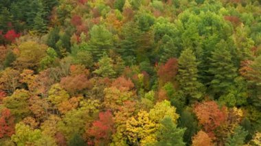 Sonbahar mevsiminde hava renkli orman, canlı sonbahar renkleri, sarı kırmızı ağaçlar.