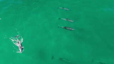 Yukarıdan görüldüğü gibi turkuaz deniz dalgaları içinde yüzen bir grup yunus.