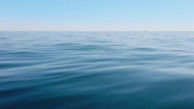 Uzun boyunlu ve dev gagalı iri ve tıknaz deniz kuşları yavaş hareket eder.