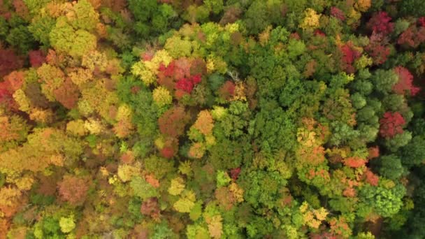 Vista aérea fascinante da floresta densa colorida durante a queda — Vídeo de Stock