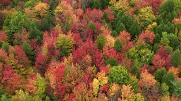 Widok z lotu ptaka na kolorowe liście na wierzchołkach drzew w gęstym drewnie — Wideo stockowe