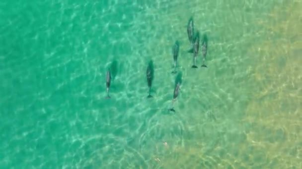 太平洋岸に沿って移動する固有種の海洋哺乳類のグループ — ストック動画
