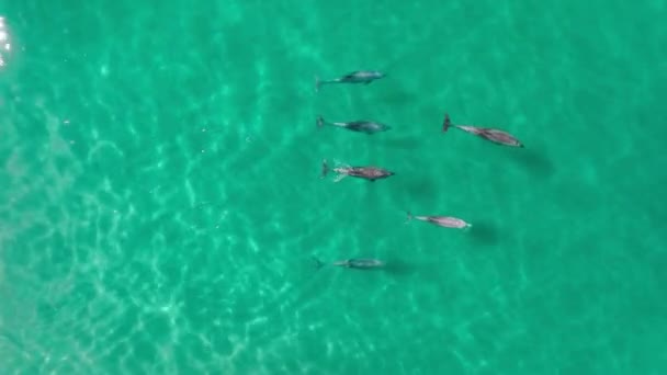 Повітряні кадри активних білокутних дельфінів у прохолодних океанічних водах — стокове відео